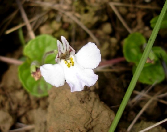 Lobelia maybe